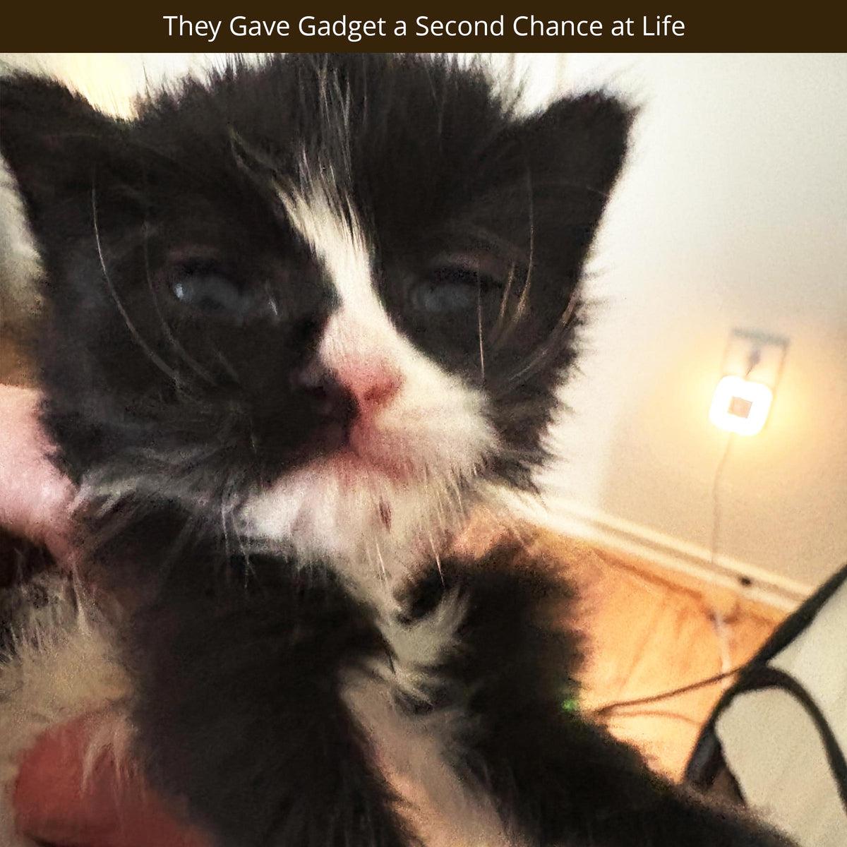 Baby Gadget. She barely made it in this world, but Rescue Me Meow Meow gave her a second chance at life when they rescued her from the side of a road. Text reads: "They Gave Gadget a Second Chance at Life."