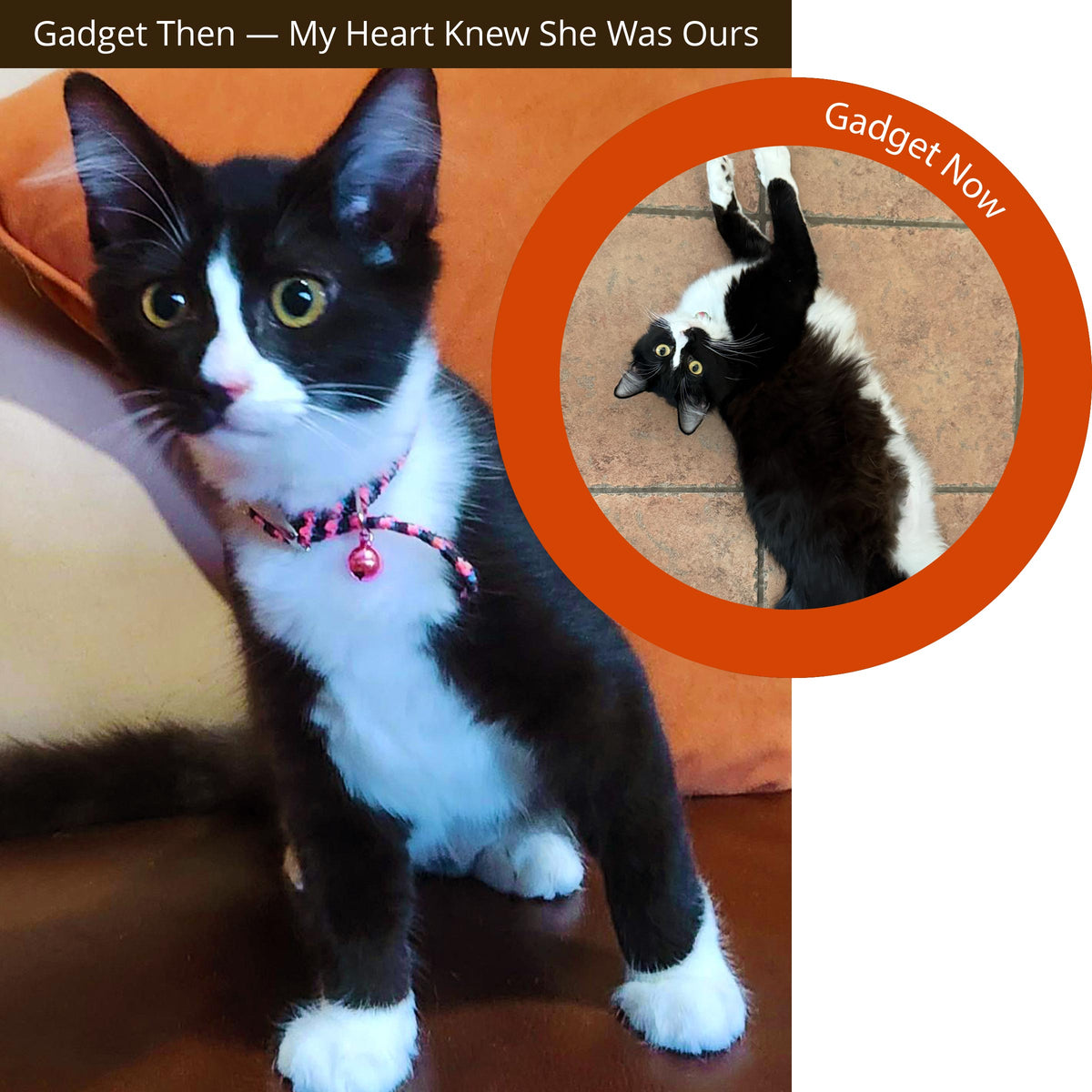 Gadget, a black and white kitten with a pink collar on an orange couch. Text reads: "Gadget Then — My Heart Knew She Was Ours." A circular inset showing the Gadget now as an adult. Text reads: "Gadget Now."
