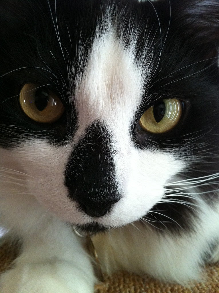 Close-up of a black and white cat with yellow eyes.