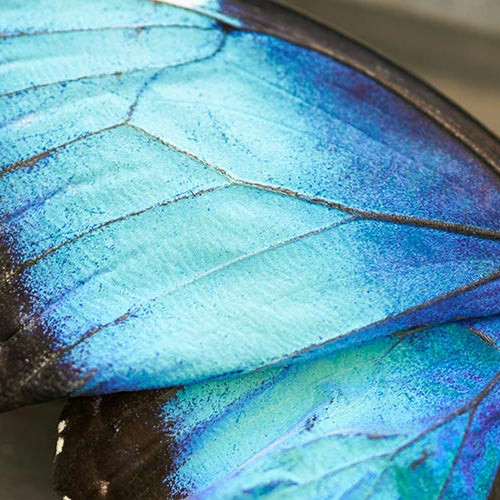 A beautiful blue morpho butterfly.