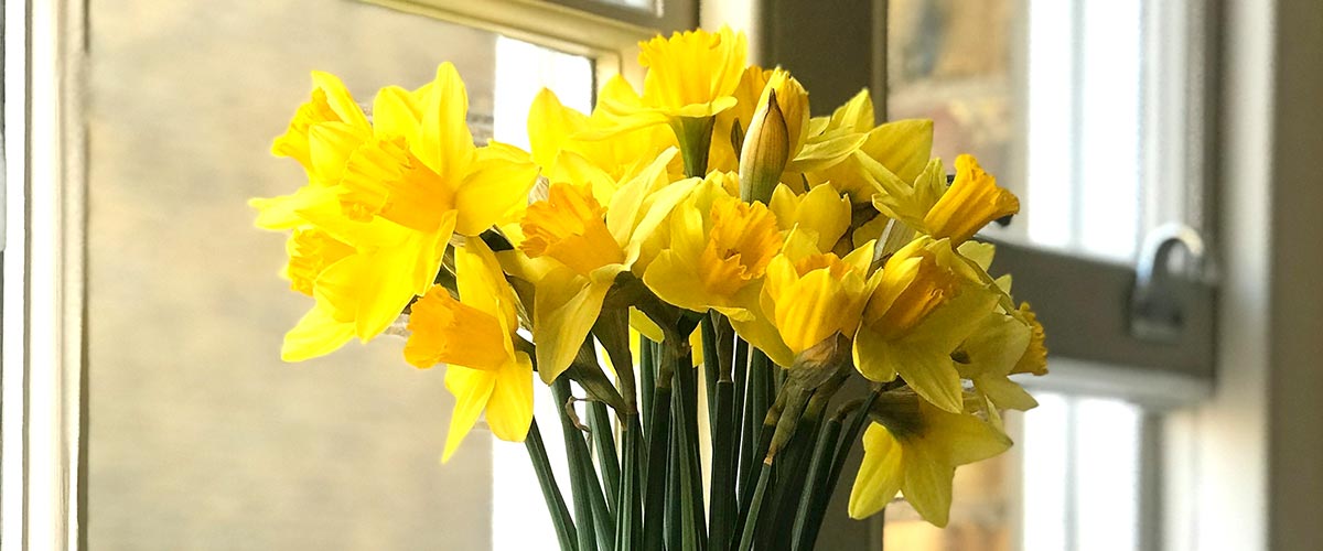 Bouquet of yellow daffodils in a vase against a neutral background