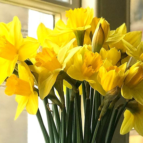 Bouquet of yellow daffodils in a vase against a neutral background