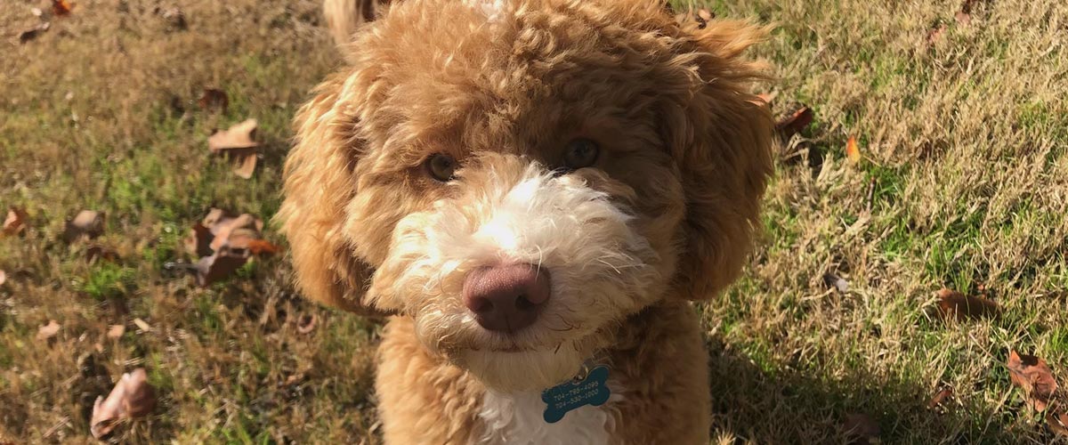 Brown dog with a white muzzle standing on grass