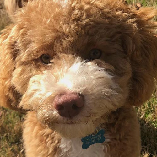 Brown dog with a white muzzle standing on grass