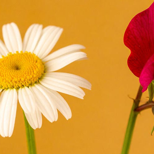 White daisy and a purple sweet pea flower on a yellow background