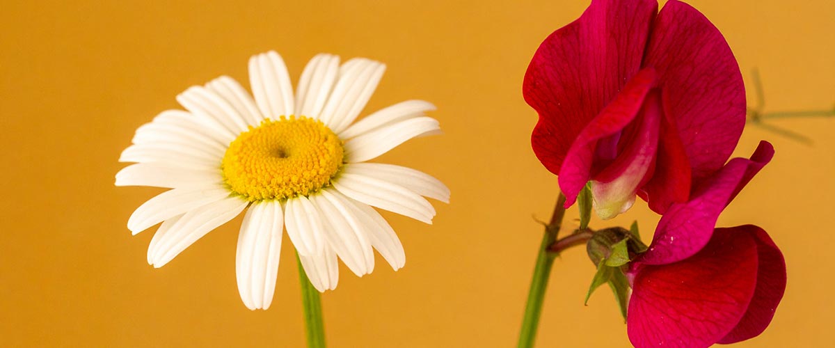 White daisy and a purple sweet pea flower on a yellow background