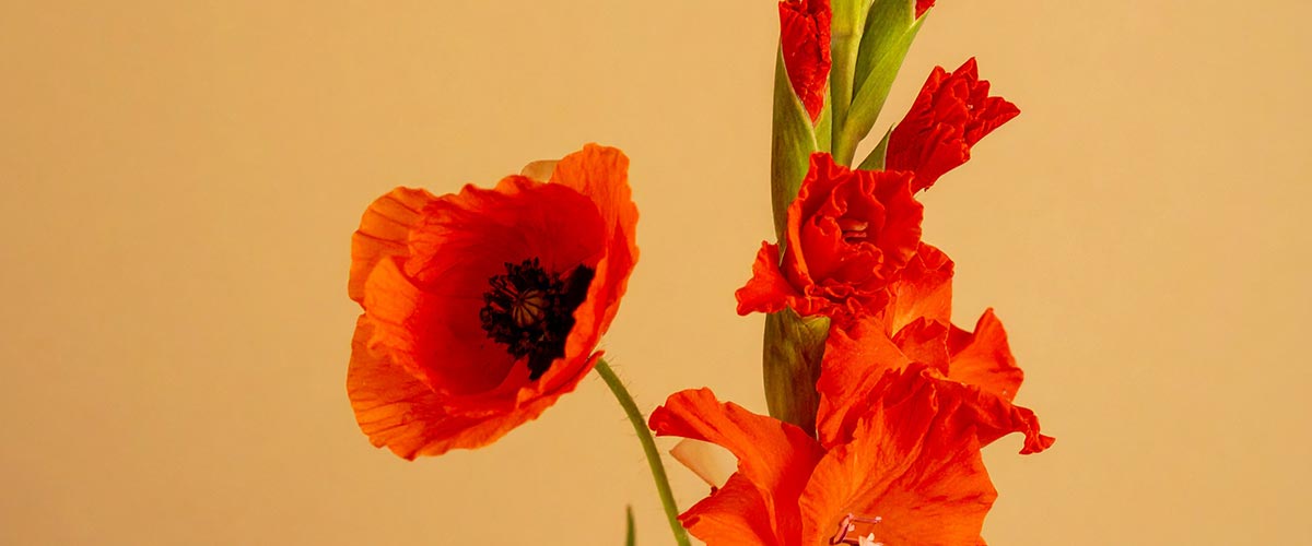 Red poppy and gladiolus flowers against a warm beige background
