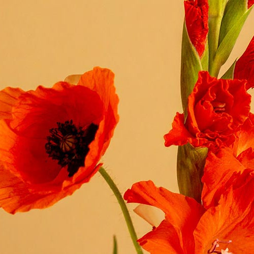 Red poppy and gladiolus flowers against a warm beige background