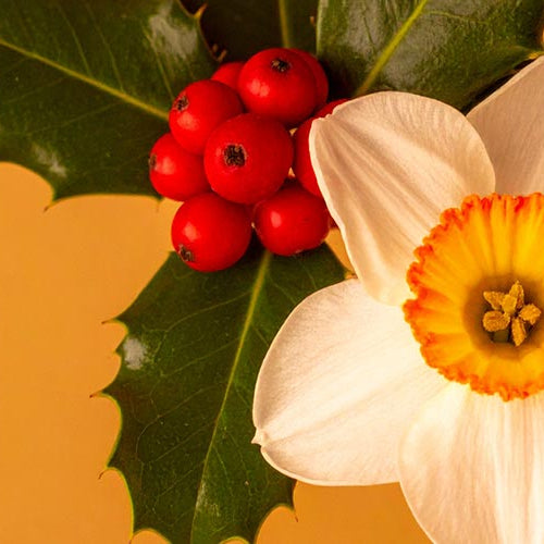 White narcissus flower with a yellow center and red holly berries on green leaves against an orange background
