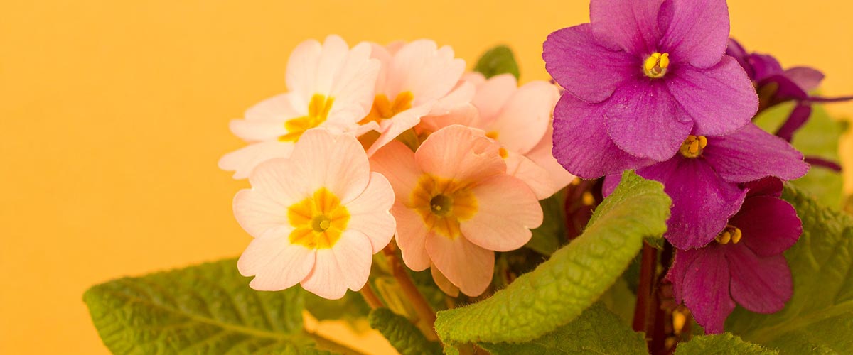 Colorful pink primrose flowers and violet flowers with green leaves on a yellow background