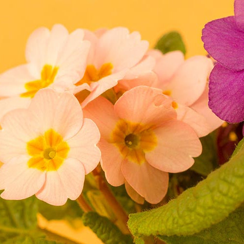 Colorful pink primrose flowers and violet flowers with green leaves on a yellow background