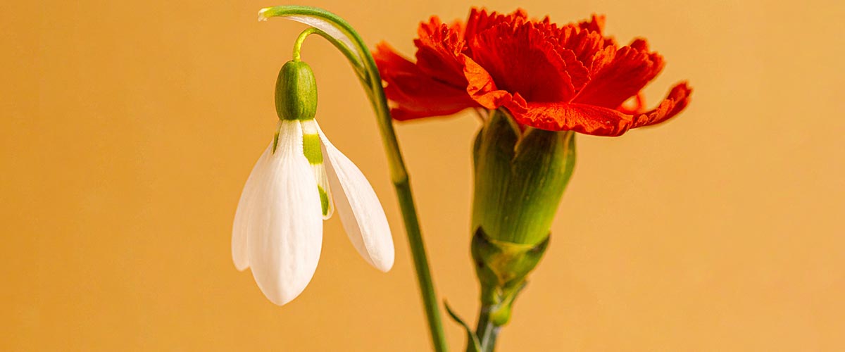 Red chrysanthemum and white snowdrop flowers on a yellow background