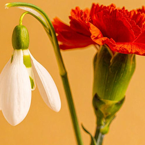 Red chrysanthemum and white snowdrop flowers on a yellow background