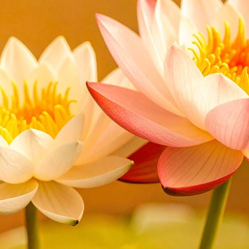 A couple of pink water lilies and a purple larkspur flower on a beige background.