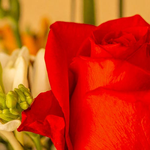 Close-up of a red rose and white honeysuckle flowers against a beige background