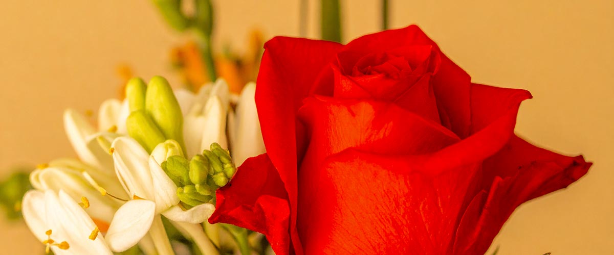 Close-up of a red rose and white honeysuckle flowers against a beige background