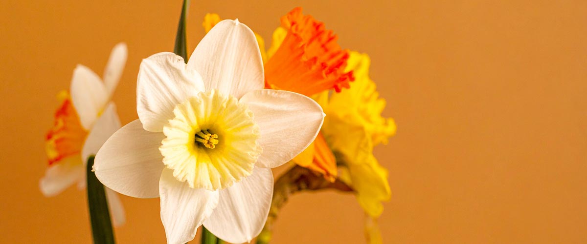 White jonquil and yellow daffodils against an orange background