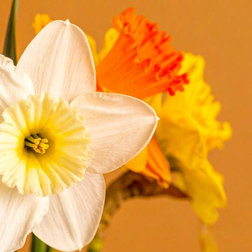 White jonquil and yellow daffodils against an orange background