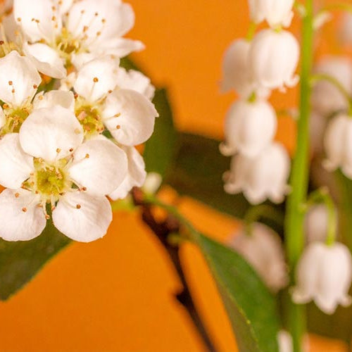 White hawthorn flowers and lily of the valley flowers with green leaves against an orange background