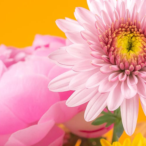 Pink chrysanthemum and pink peony on a bright orange background