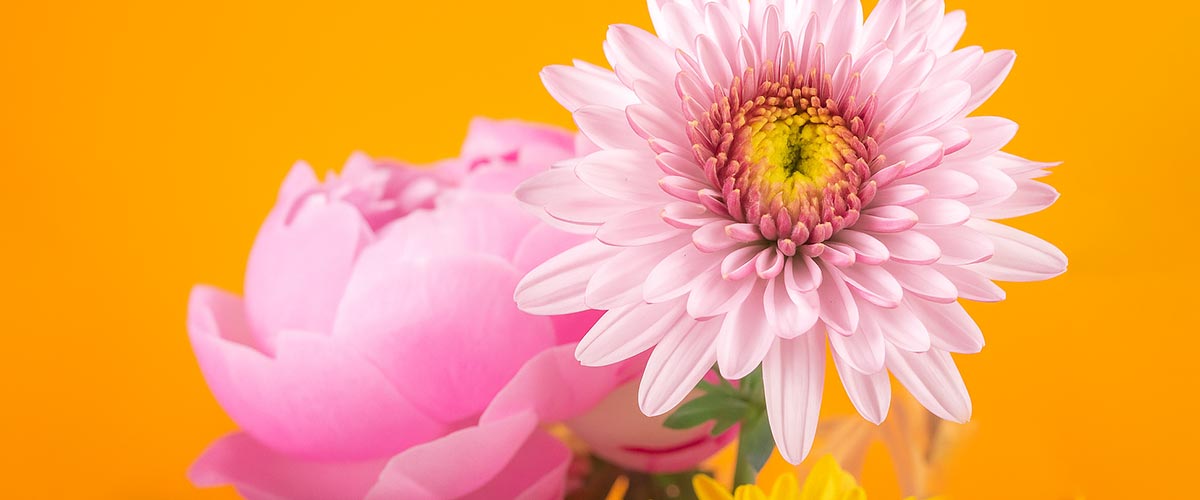 Pink chrysanthemum and pink peony on a bright orange background