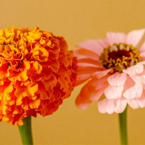 Two flowers, one orange marigold and one pink cosmos, on a beige background