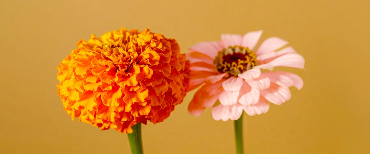 Two flowers, one orange marigold and one pink cosmos, on a beige background