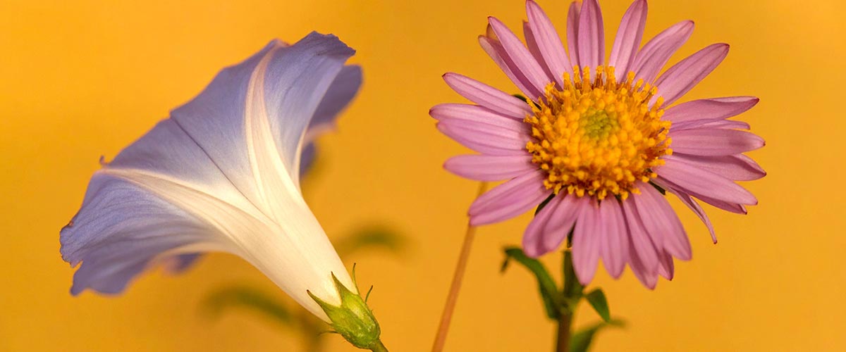 Two flowers, one blue and white morning glory, the other a purple aster with a yellow center, on a yellow background.