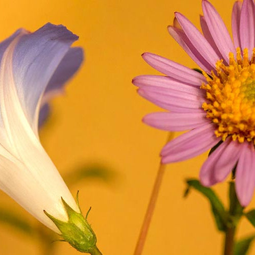 Two flowers, one blue and white morning glory, the other a purple aster with a yellow center, on a yellow background.