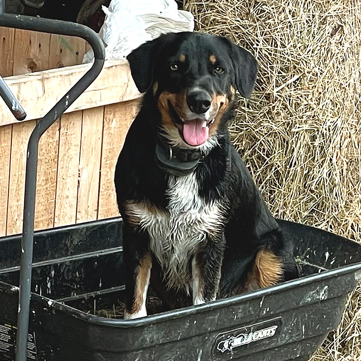 Dog sitting in a black wagon with hay and wooden wall in the background